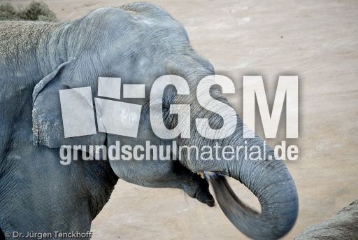 Asiatischer Elefant (7 von 21).jpg